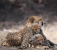 Cheetah